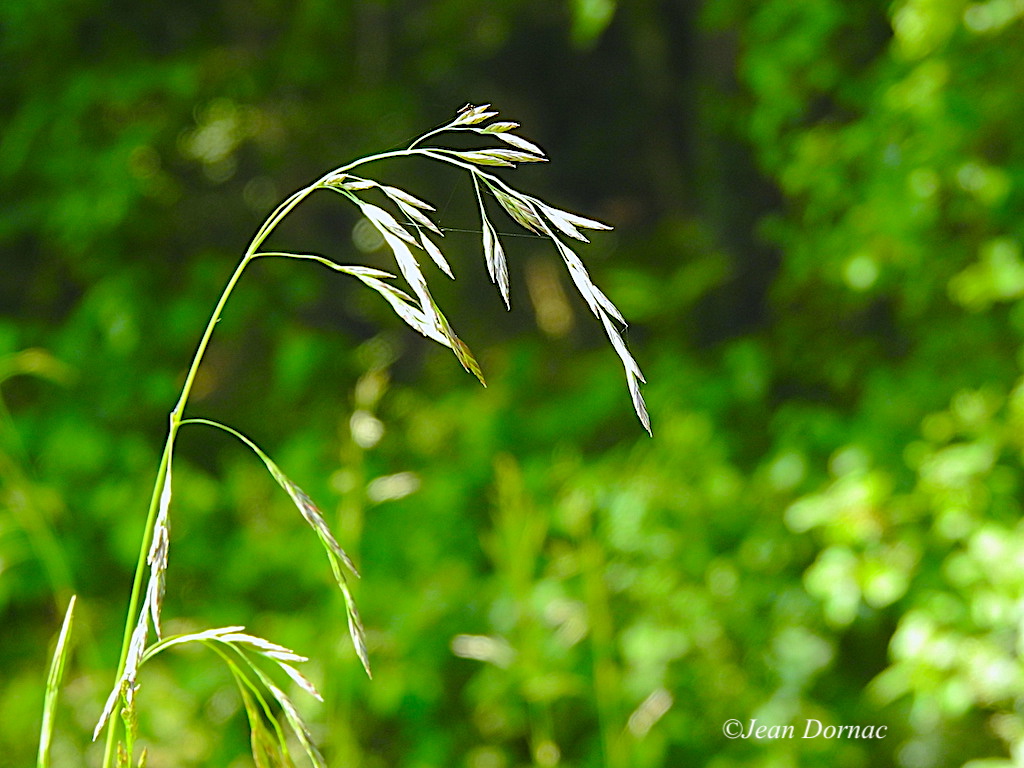 JeanDornac's tweet photo. Voyez, admirez, l’élégance naturelle de cette brindille d’herbe qui courbe la tête sans rompre pour autant... #voyez #admirez #élégance #naturelle #brindille #herbe #rive #léguer #Lannion #CôteArmor #Bretagne #France https://t.co/XFsKZCMrjN