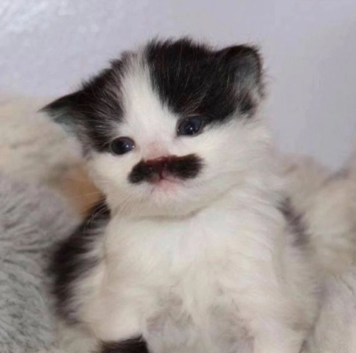 Punch Cat tweet media