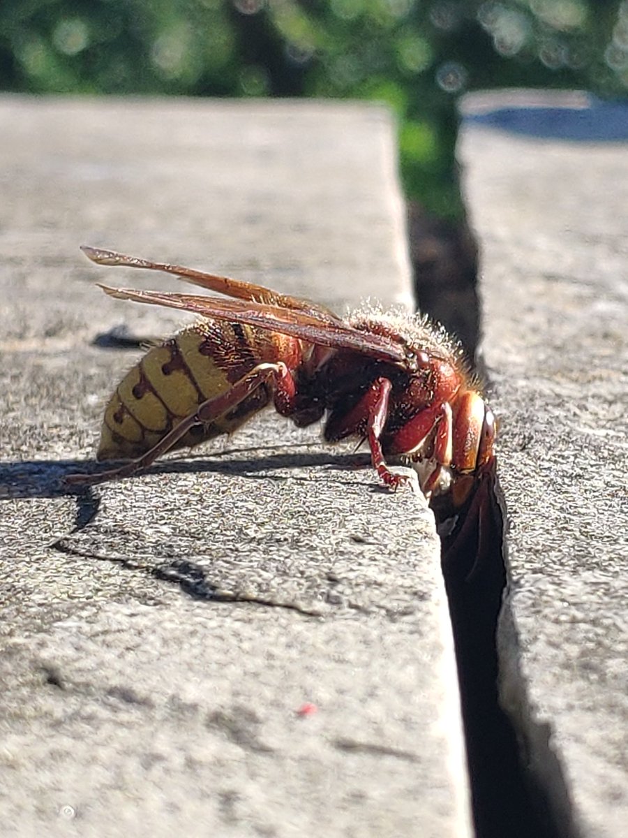 William Sergeant tweet media