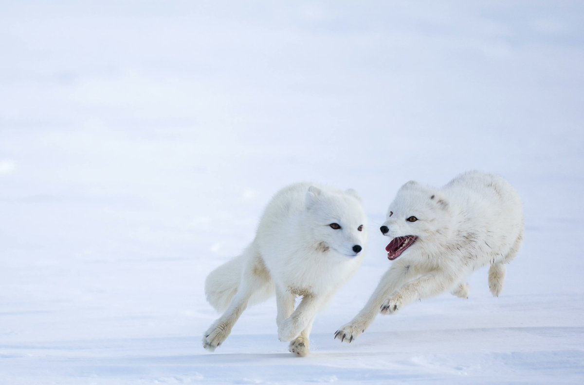Daily Arctic Fox tweet media