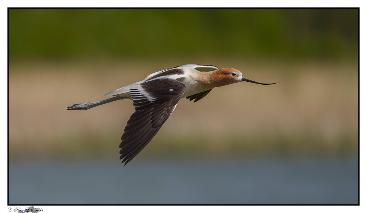 rluka's tweet photo. Took this photo of an American avocet in flight at Hastings Lake, Alberta https://t.co/0R9fMaLz5o
