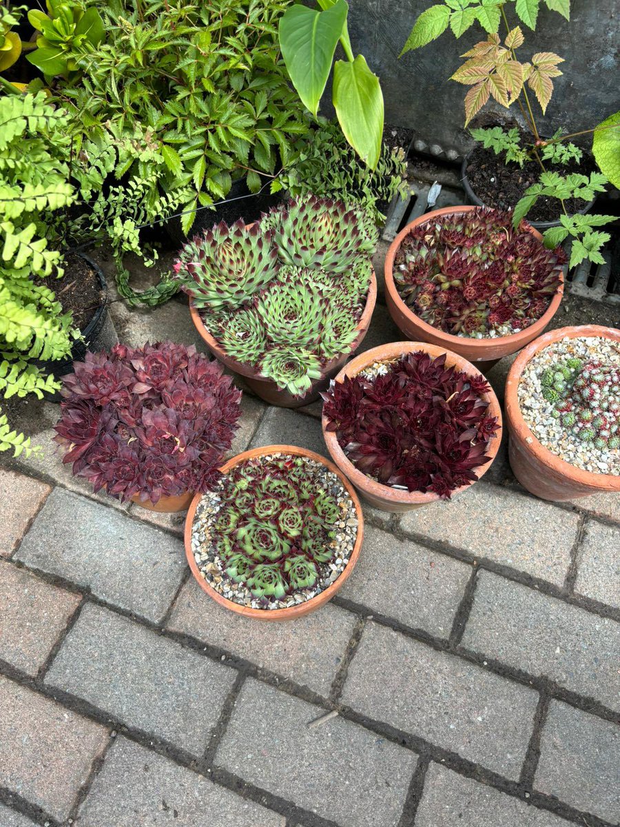 PelhamPlants's tweet image. 📢3 open gardens for the price of one today! @SussexNGS at Harlands Gardens in Turners Mill Road Haywards Heath. Plant sales, cakes &amp;amp; refreshments too… what more could you ask for?!
#opengarden #opengardens #haywardsheath #nationalgardenscheme #charityevent #charityopengarden