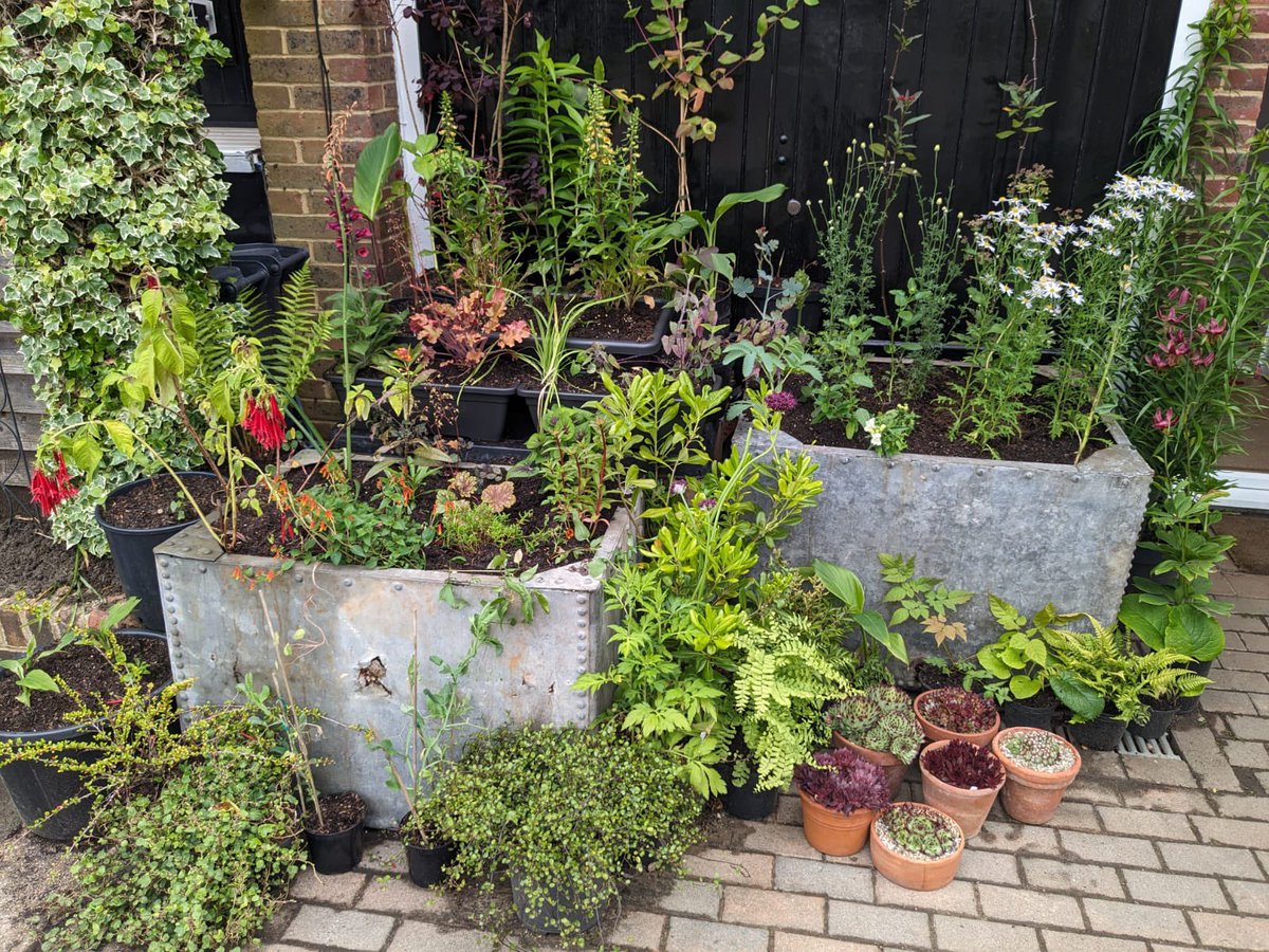 PelhamPlants's tweet image. 📢3 open gardens for the price of one today! @SussexNGS at Harlands Gardens in Turners Mill Road Haywards Heath. Plant sales, cakes &amp;amp; refreshments too… what more could you ask for?!
#opengarden #opengardens #haywardsheath #nationalgardenscheme #charityevent #charityopengarden