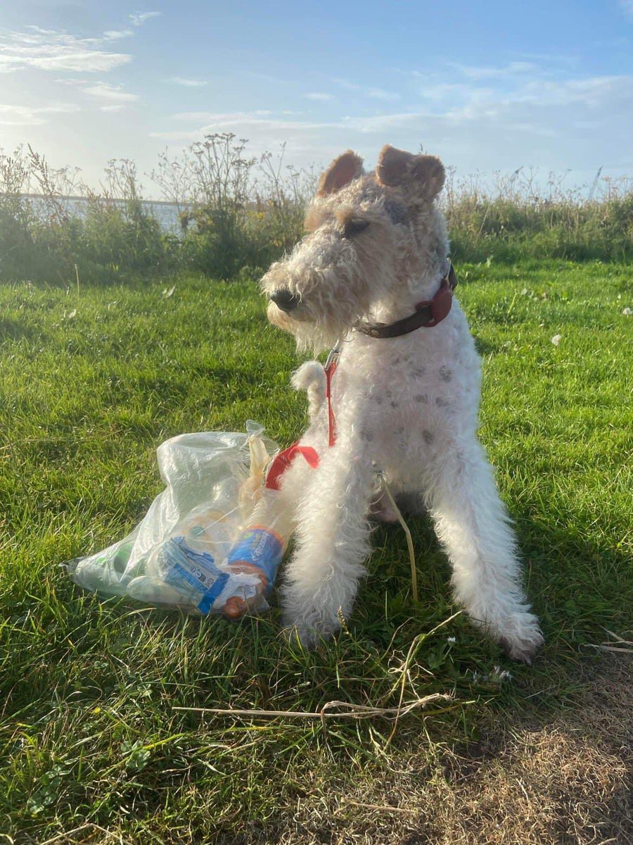What difference can you make today?

26,000 #dog owners picking up a couple of pieces of litter on every walk to protect animals, communities and our precious #environment. Join us!

 #dogsofx #litter #VolunteersWeek #TheBigHelpOut #lendahand #sundaymotivation #lovedogs