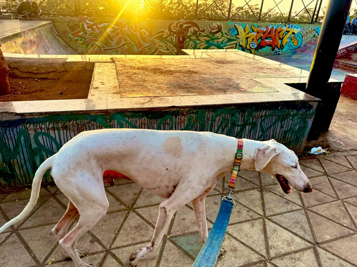 strayatheart's tweet image. Both of us like to visit the skate park. #mudholhound #sighthound #dogtwitter