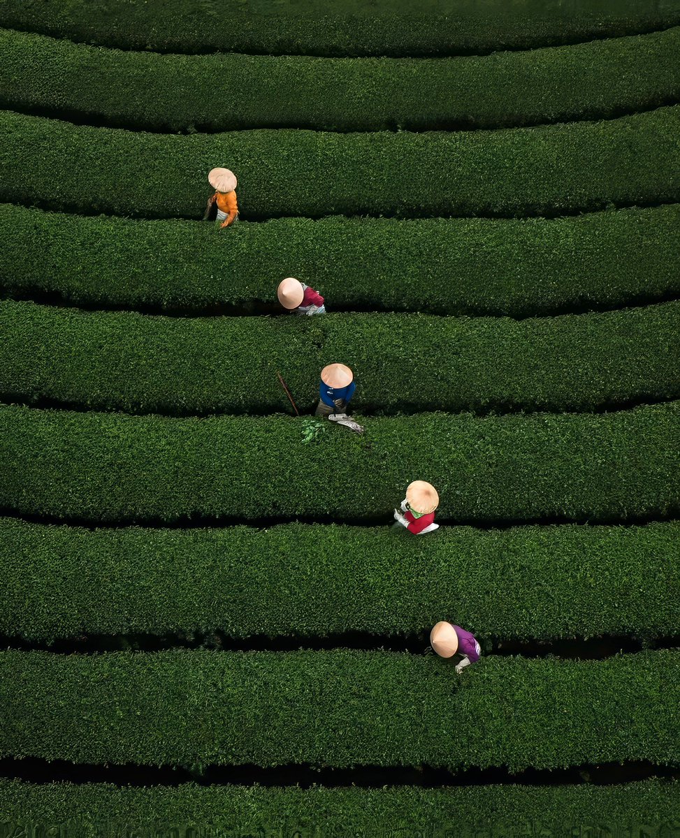 cameralab21's tweet photo. Jord Hammond - Symmetrical scenes during the tea harvest of Moc Chau - Vietnam https://t.co/d8JJ3ShCjk