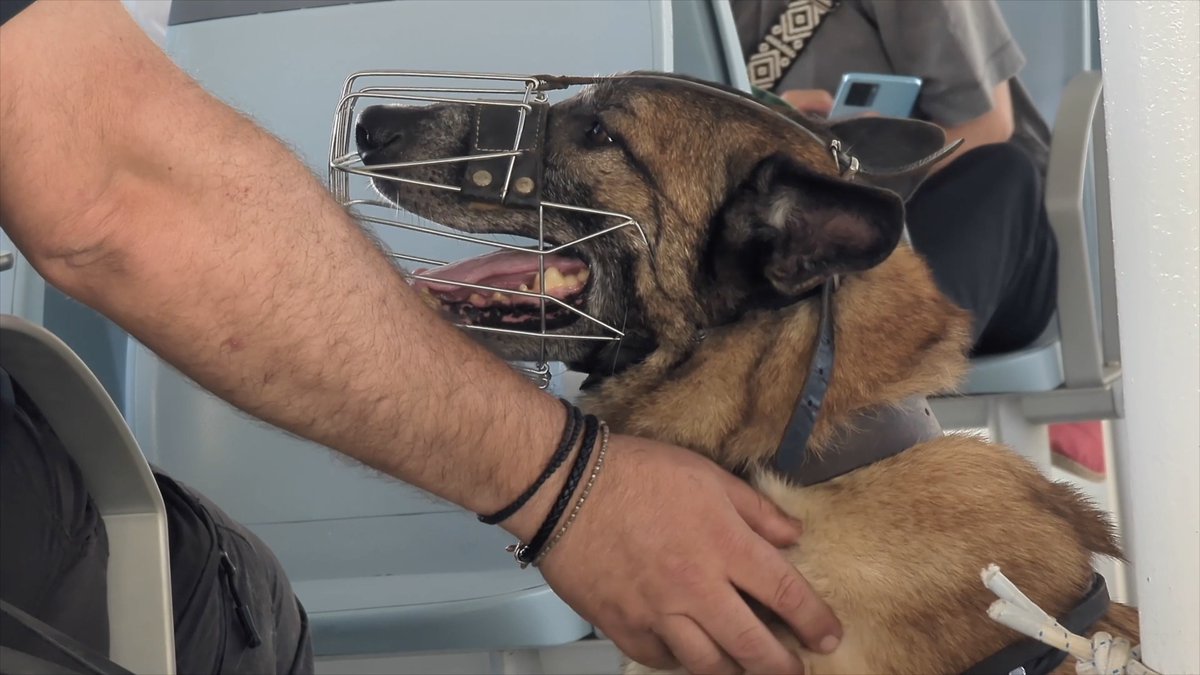 Have just learned that the police dog helping search for Michael Mosley is  being sent back to Athens. Apparently it was exhausted by the extreme heat  on the hillside - and the, image size:1200x675