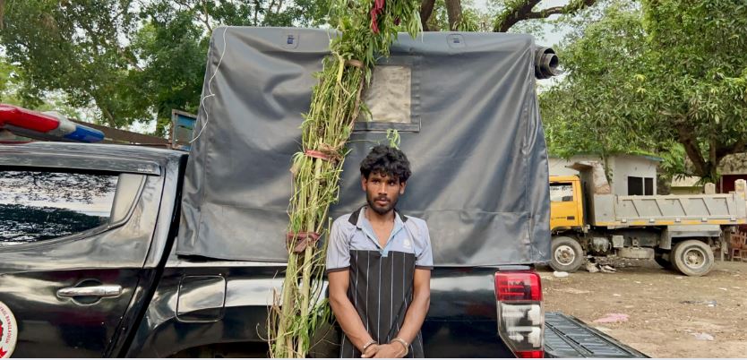 সদরপুরে মাদকদ্রব্য নিয়ন্ত্রণ অধিদপ্তরের অভিযানে বাড়ির আঙিনা থেকে তিনটি গাঁজা গাছসহ একজনকে গ্রেপ্তার