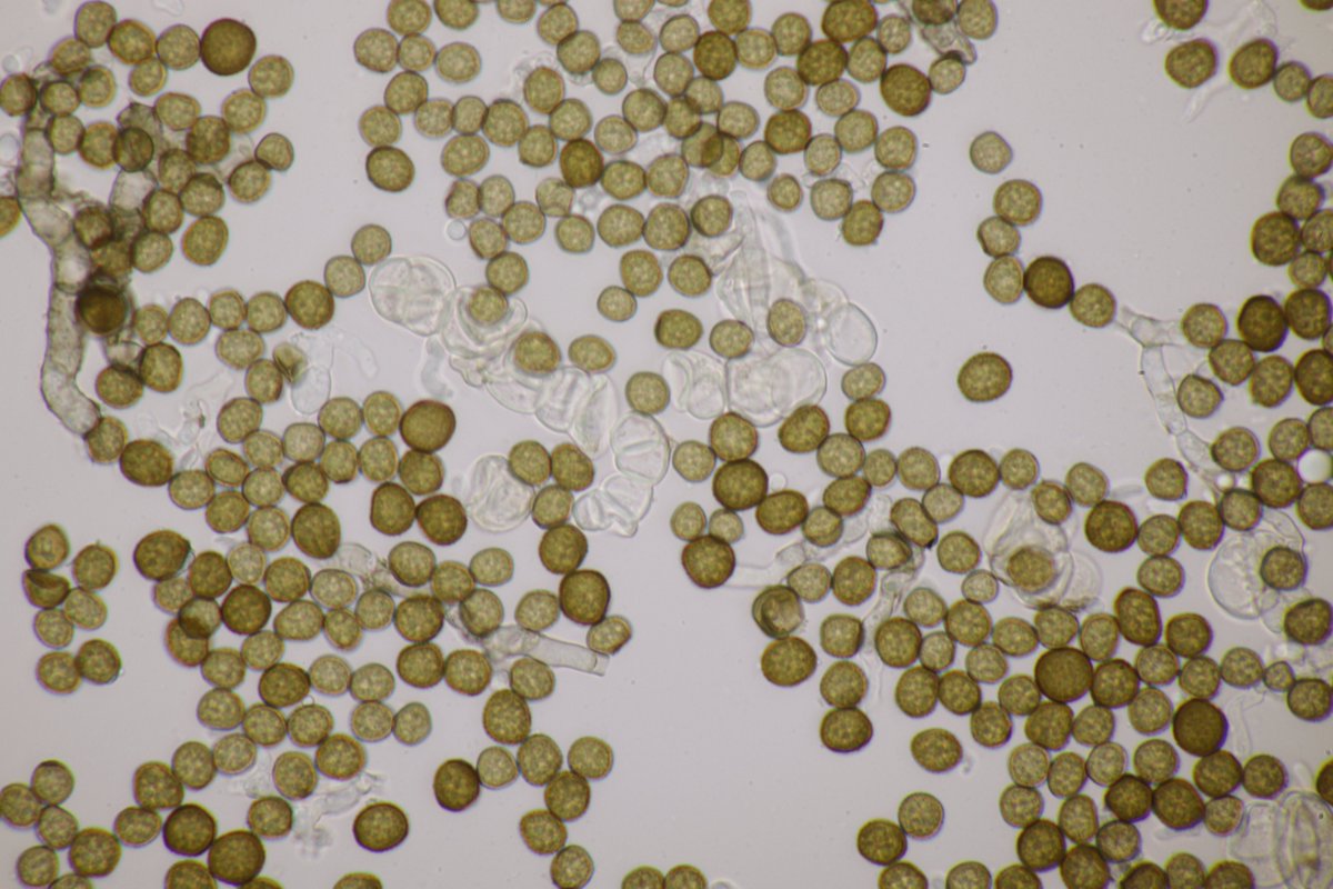 RPilze's tweet photo. Sporisorium vanderystii ex Hyparrhenia hirta

#Hyparrheniahirta #Hyparrhenia #commonthatchinggrass #cerrillo #Barbonhérissé #barboncinomediterraneo #Sporisoriumvanderystii #Sporisorium #Brandpilz #Smutfungus #Brand #smut #Phythopathology #nature #FungiFriends https://t.co/QaOIQxoGcO