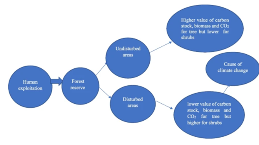 Dada, A.D., Matthew, O.J. &amp; Odiwe, A.I. Nexus between carbon stock, biomass, and CO2 emission of woody species composition: evidence from Ise-Ekiti Forest Reserve, Southwestern Nigeria. Carbon Res. 3, 40 (2024). doi.org/10.1007/s44246…