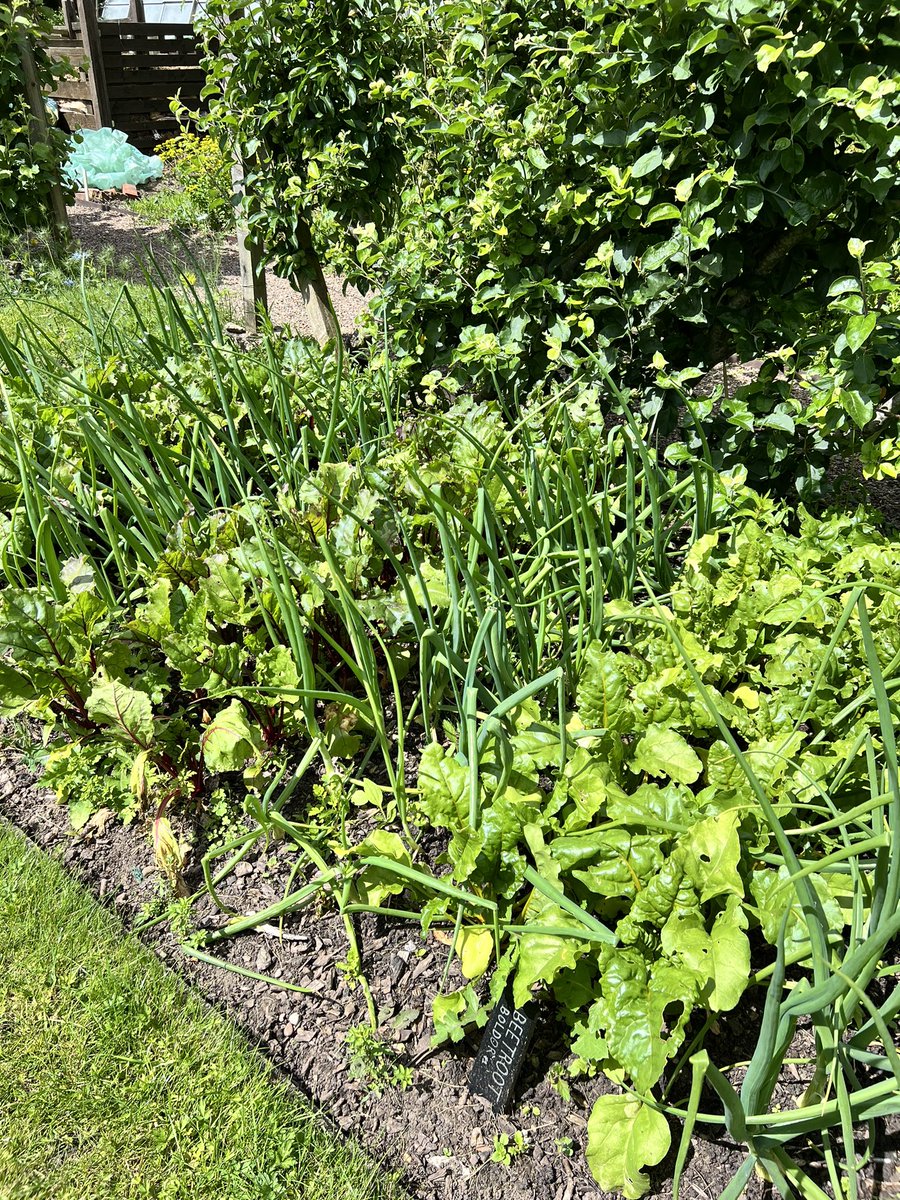 What a stunning setting on our door step. A 15 minute walk from front door to a garden I’d love to work full time in. I had cold frame &amp; greenhouse envy. I love growing my own. They use some of their own produce I’m told. <a href="/MiddlethorpeHal/">Middlethorpe Hall NT</a> One to check out! <a href="/nationaltrust/">National Trust</a> #york