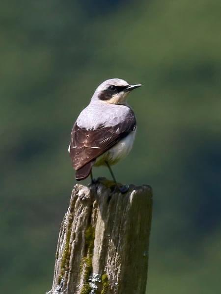 mountain_birder's tweet photo. I know it’s late but this is my first proper Wheatear pics of this Spring/Summer a handsome male. https://t.co/TDLxwtCl4Z