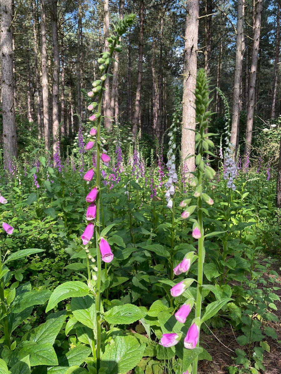 viksfish's tweet photo. Days 7 and 8 of #30DaysWild were mainly out and about with the dogs … celebrating foxgloves and grass! https://t.co/iGS27BKYFr