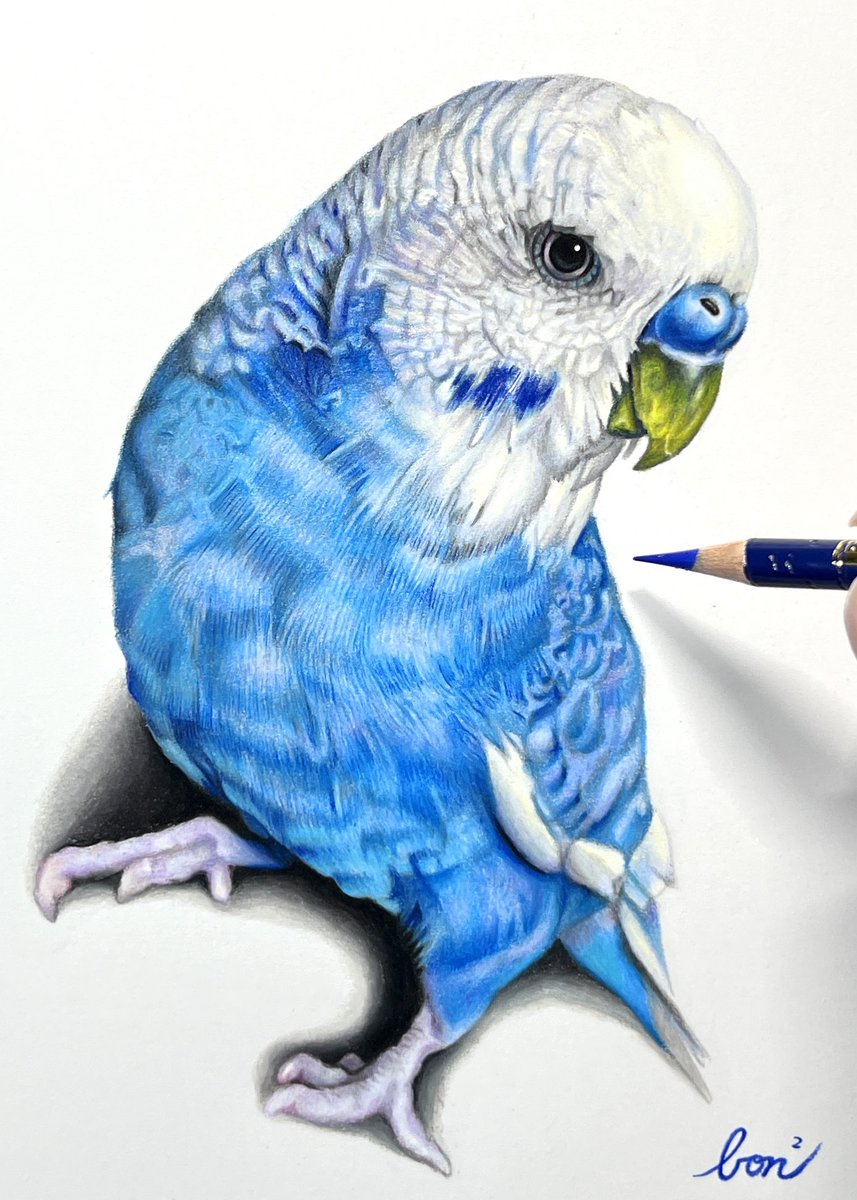 色鉛筆で描いたセキセイインコ #色鉛筆画