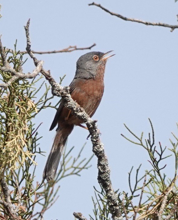 Martin Pitt tweet media