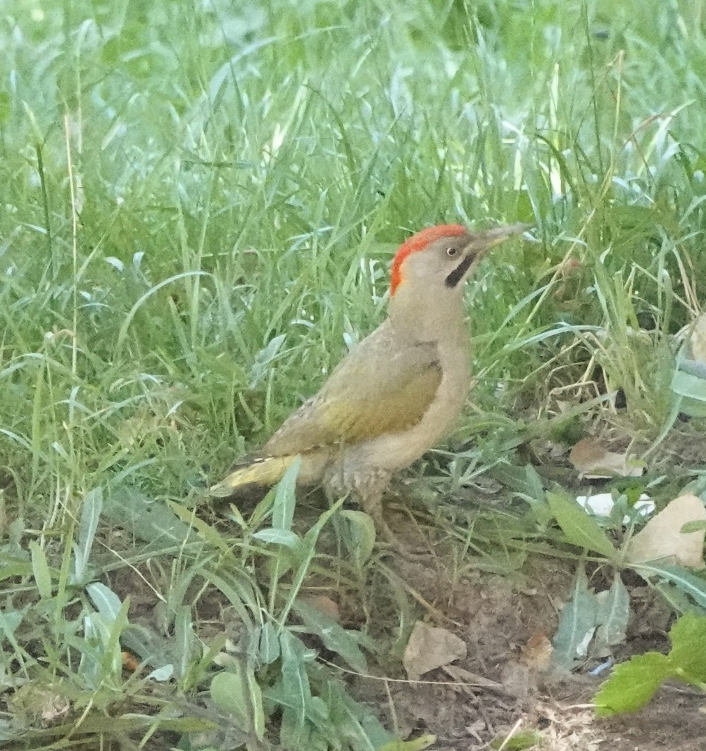 Martin Pitt tweet media