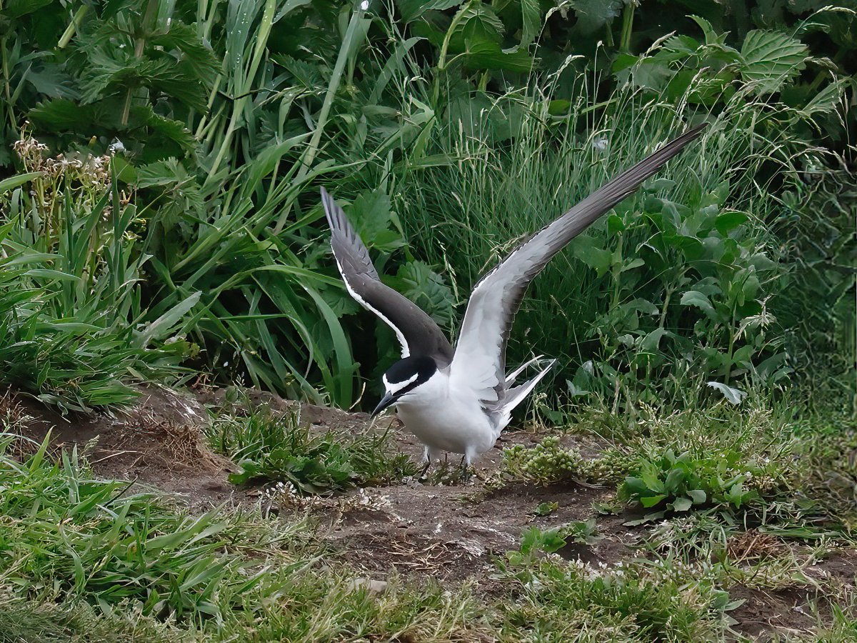 #SuperSeabirdSunday Bridled Tern currently on Coquet Island, Northumberland, and giving fantastic views seems appropriate this morning David ⁦<a href="/SteelySeabirder/">David Steel</a>⁩