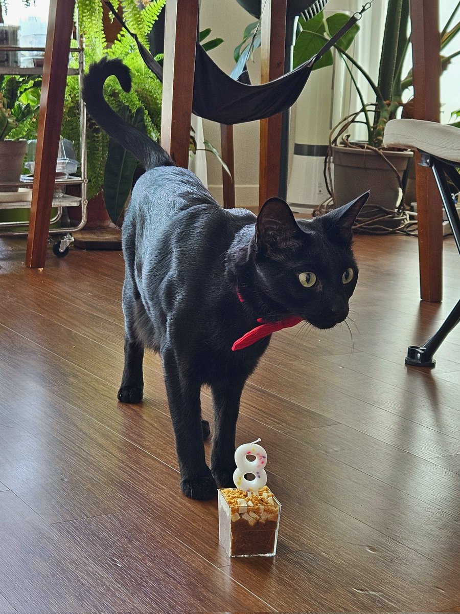 dotkavi's tweet image. 8살 생일축하해 가비야❤️🎉🎉🎉