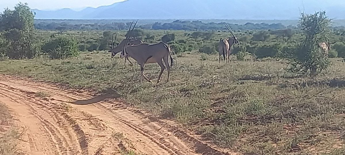 Libanwaqo1's tweet photo. ICA commitment to elevating Tourism accessibility and experience through strategic infrastructure development in Isiolo's game reserve. @GovGuyo@GDU011 @happy_kulayo @MOHA_made_ @MrOkerosi @Jolixshix @PaulNdiranguuu @Clintoniooooo @CoolConsults  
 #IsioloRisingKE #GovGuyoDelivers https://t.co/TNdPZ5St0D