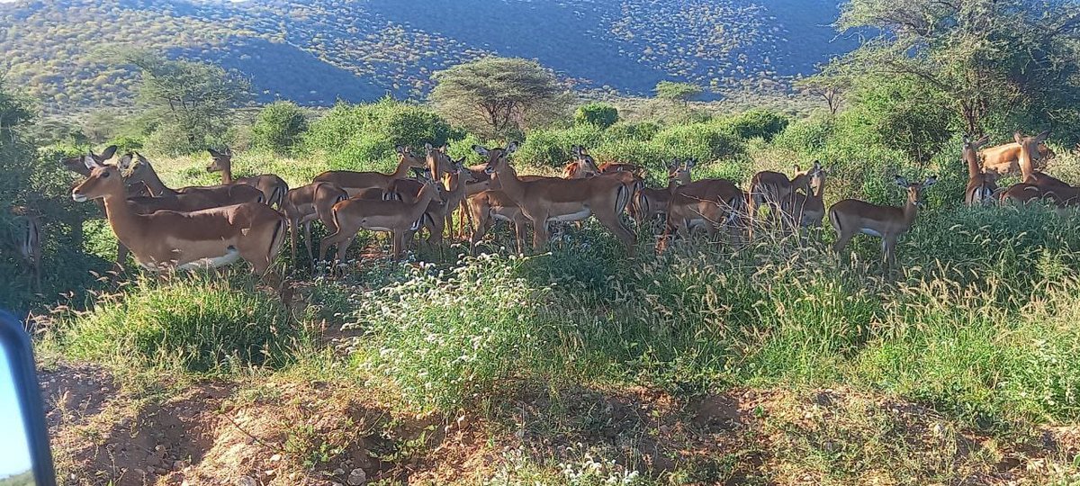 Libanwaqo1's tweet photo. ICA commitment to elevating Tourism accessibility and experience through strategic infrastructure development in Isiolo's game reserve. @GovGuyo@GDU011 @happy_kulayo @MOHA_made_ @MrOkerosi @Jolixshix @PaulNdiranguuu @Clintoniooooo @CoolConsults  
 #IsioloRisingKE #GovGuyoDelivers https://t.co/TNdPZ5St0D