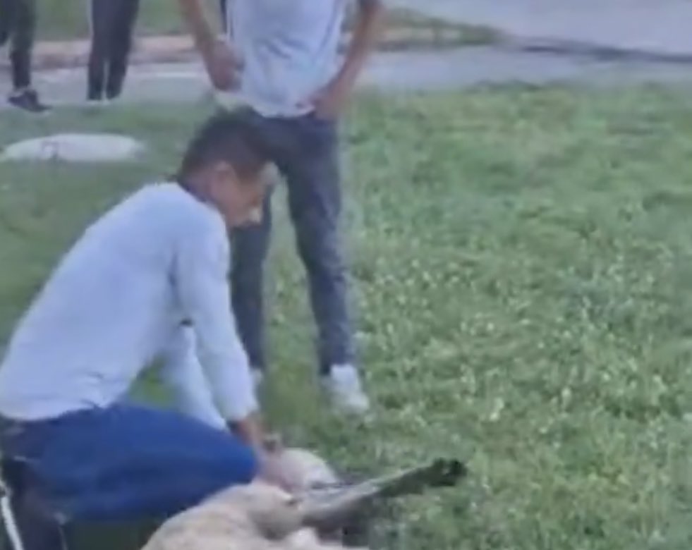 Soyun, sopun kurusun senin de sana izin verenlerin de. 
Kanlıurfa Belediyesi siz de katilsiniz. O hayvancıkların yardımına muhtaç kalın. 
#şanlıurfadakatliamvar
<a href="/sanliurfabld/">Şanlıurfa Büyükşehir 🇹🇷</a>