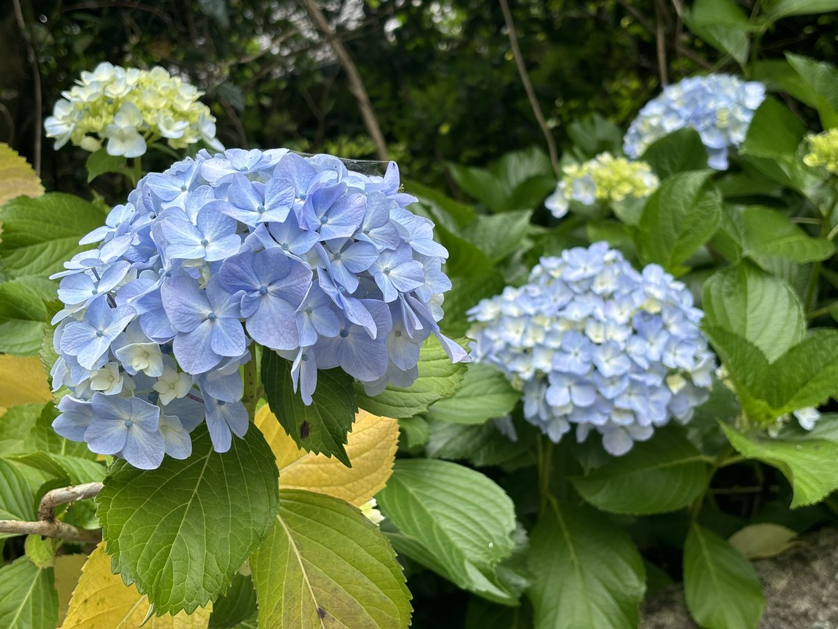 maa_owo's tweet photo. 職場の紫陽花 https://t.co/20LWWqhD5n