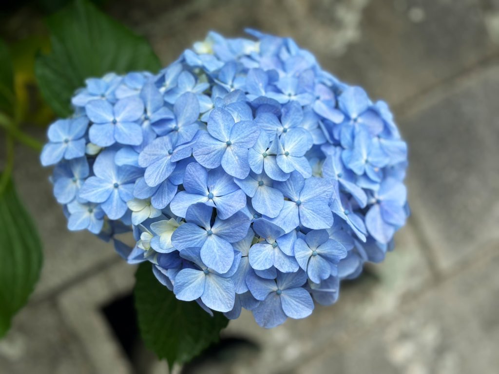 maa_owo's tweet photo. 職場の紫陽花 https://t.co/20LWWqhD5n