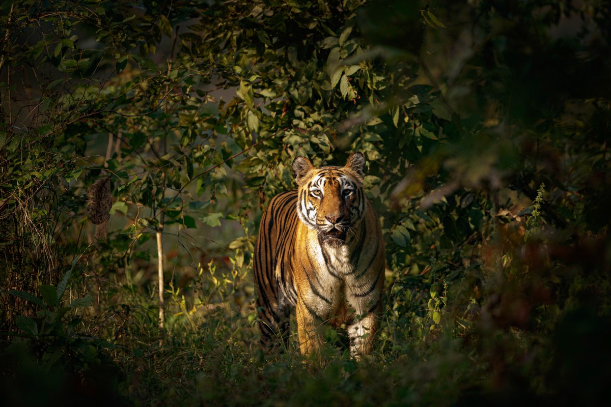 Ismail Shariff tweet media