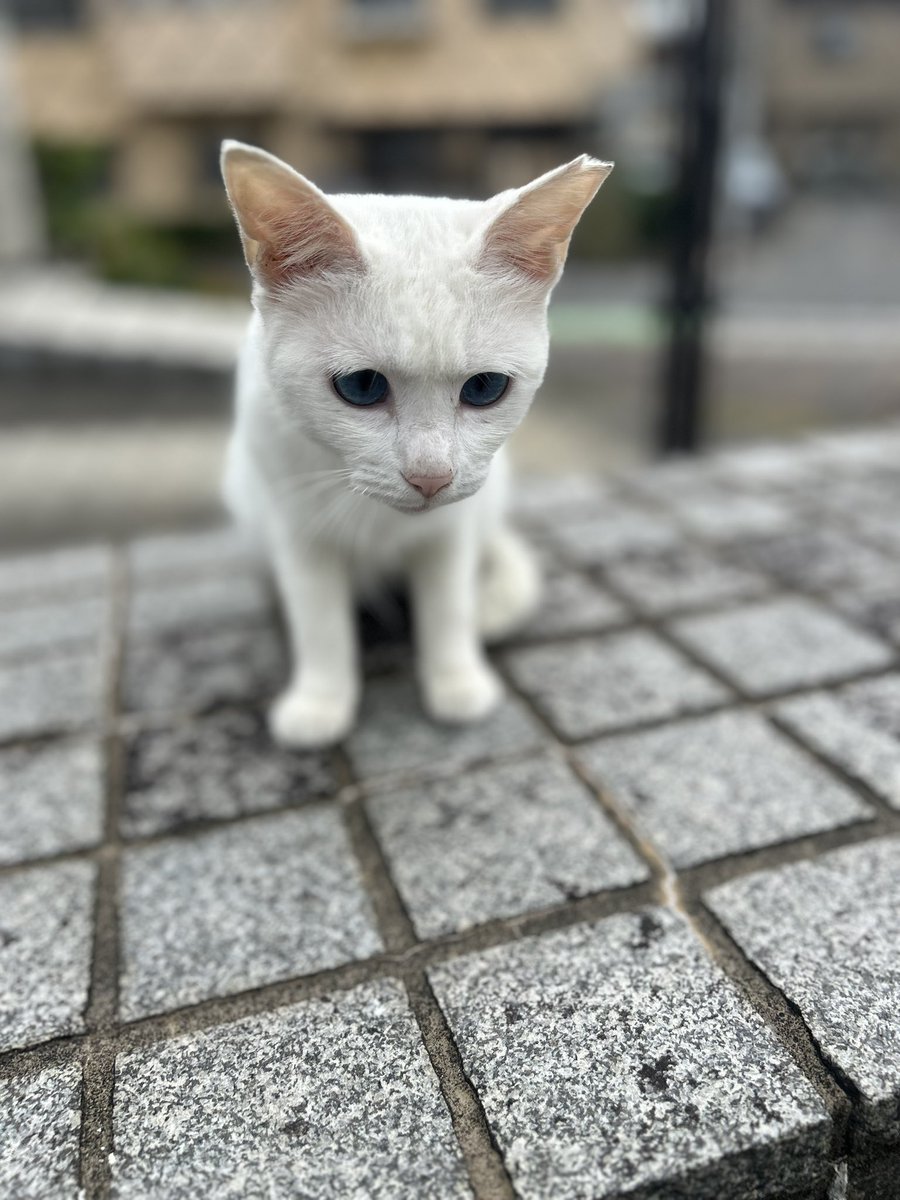 散歩途中に出会った地域ねっこ