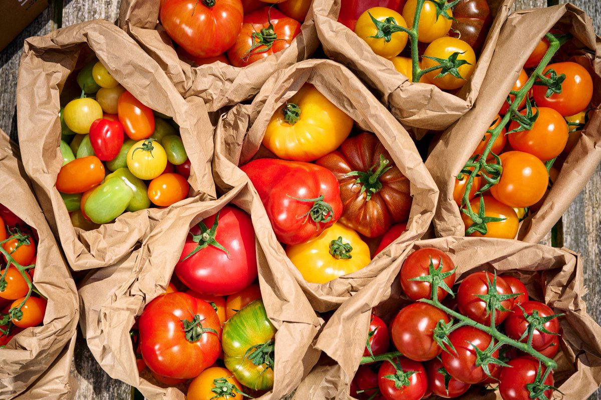 It's the final day of #BritishTomatoFortnight🍅

#DYK, <a href="/iowtomatoes/">Isle of Wight Tomatoes</a> has been championing the true taste of tomatoes for over 15 years? Benefitting from the Island's exceptional climate, <a href="/iowtomatoes/">Isle of Wight Tomatoes</a> grows the most flavourful varieties!🌱

ℹ️iowtomatoes.co.uk
#IsleofWight