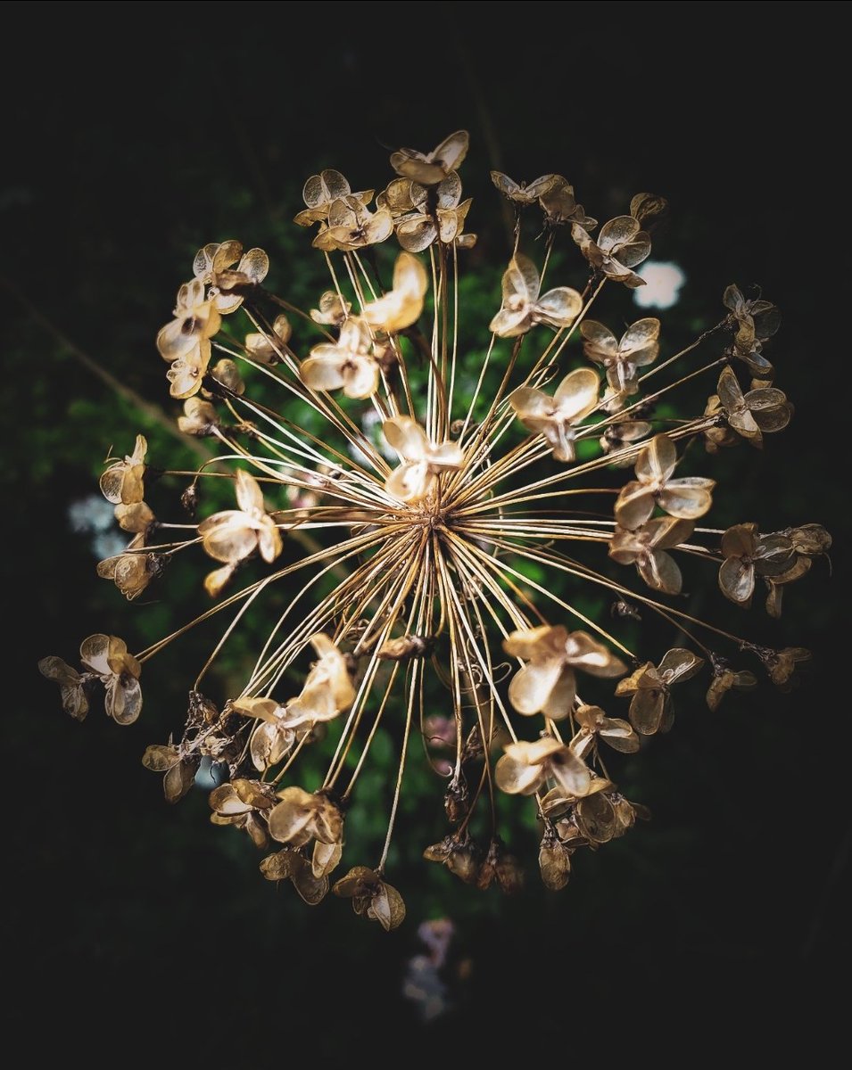 zoomy_clicks's tweet photo. @MrWhoCapture @Snapdragon @snapdragon_BRA @Snapdragon_IN @Lightroom @ithefelizer Show Me Your Stunning Flowers Shots 🌻 https://t.co/XGKrcMa97C