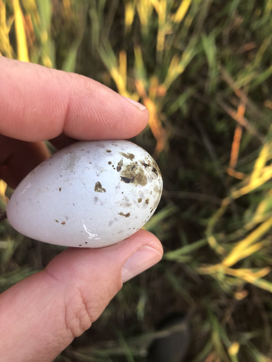 chorlnev's tweet photo. This #ruff egg without base pigmentation, we found yesterday in the meadow during nest search. No nest nearby, so either it was dropped by a predator or the mother ejected it. #eggblue https://t.co/p3lKIAmzF5
