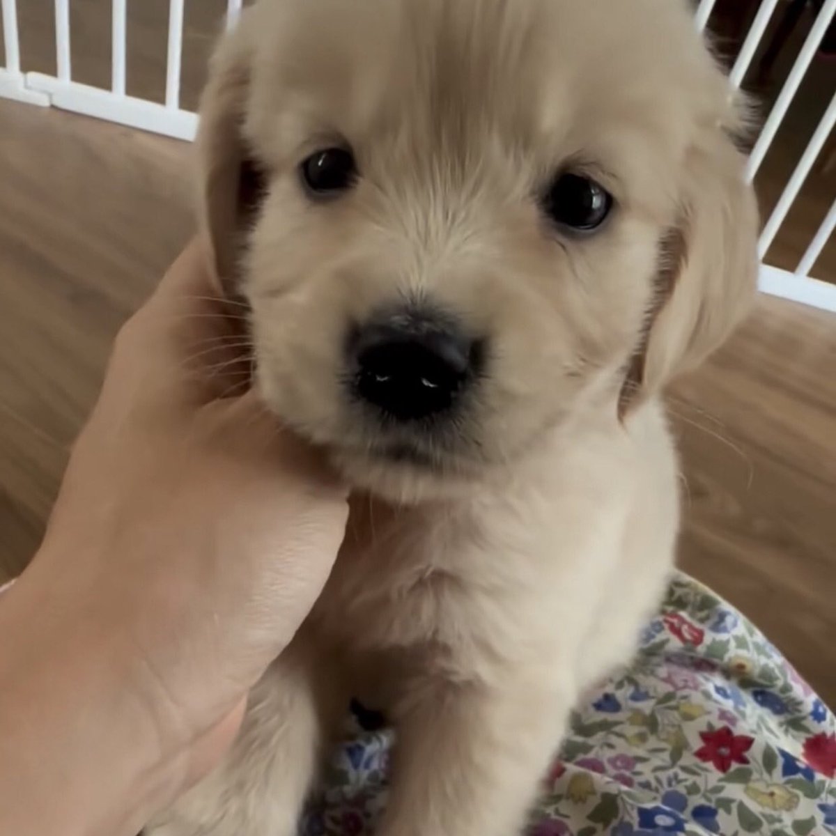 ขอไปเที่ยวด้วยด่ายม้าย สันยาว่าจะไม่ดื้อ ถ้าดื้อก้อจะดื้อจิ๊ดเดียว 🥺