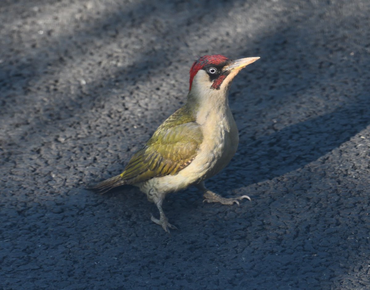 JoKingDevon's tweet photo. @BBCSpringwatch All from my bedroom window this morning, on a new Redrow estate����#GreenWoodpecker #Shutterton #Dawlish #Devon #UrbanWildlife https://t.co/uQVzK9r7FN