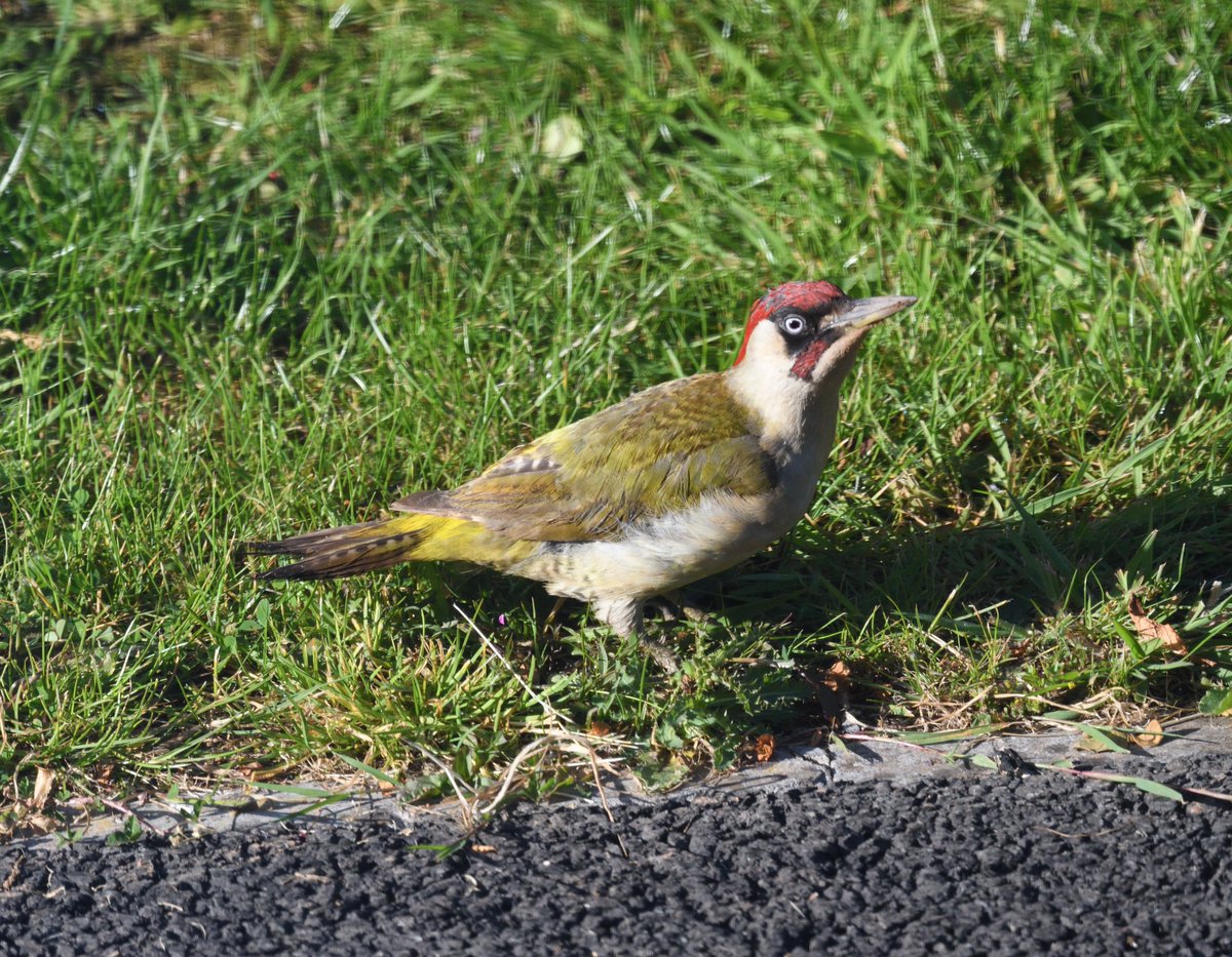 JoKingDevon's tweet photo. @BBCSpringwatch All from my bedroom window this morning, on a new Redrow estate����#GreenWoodpecker #Shutterton #Dawlish #Devon #UrbanWildlife https://t.co/uQVzK9r7FN