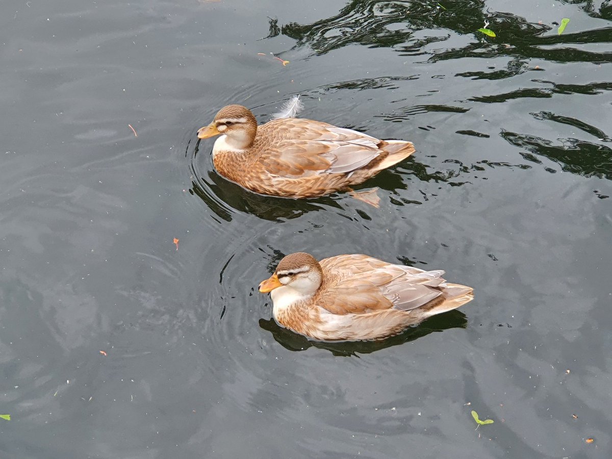 Gareth Evans tweet media