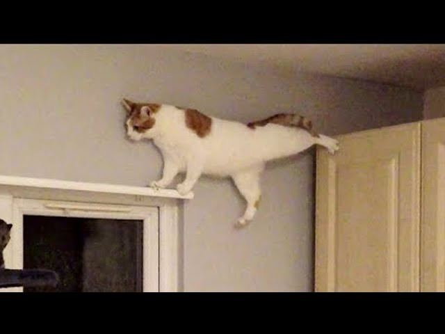 CatizenAI's tweet photo. When I'm just one step away from claiming my xZEN😹

#TON #Mantle #Catizen https://t.co/NRM6gpTpek