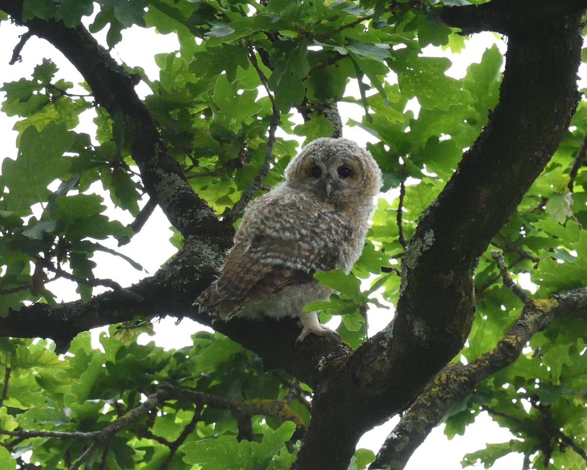 JoKingDevon's tweet photo. @BBCSpringwatch Also taken from my bedroom window this week on a new Redrow housing estate #TawnyOwlets #Shutterton #Dawlish #Devon #UrbanWildlife https://t.co/IHCdBwLxfM