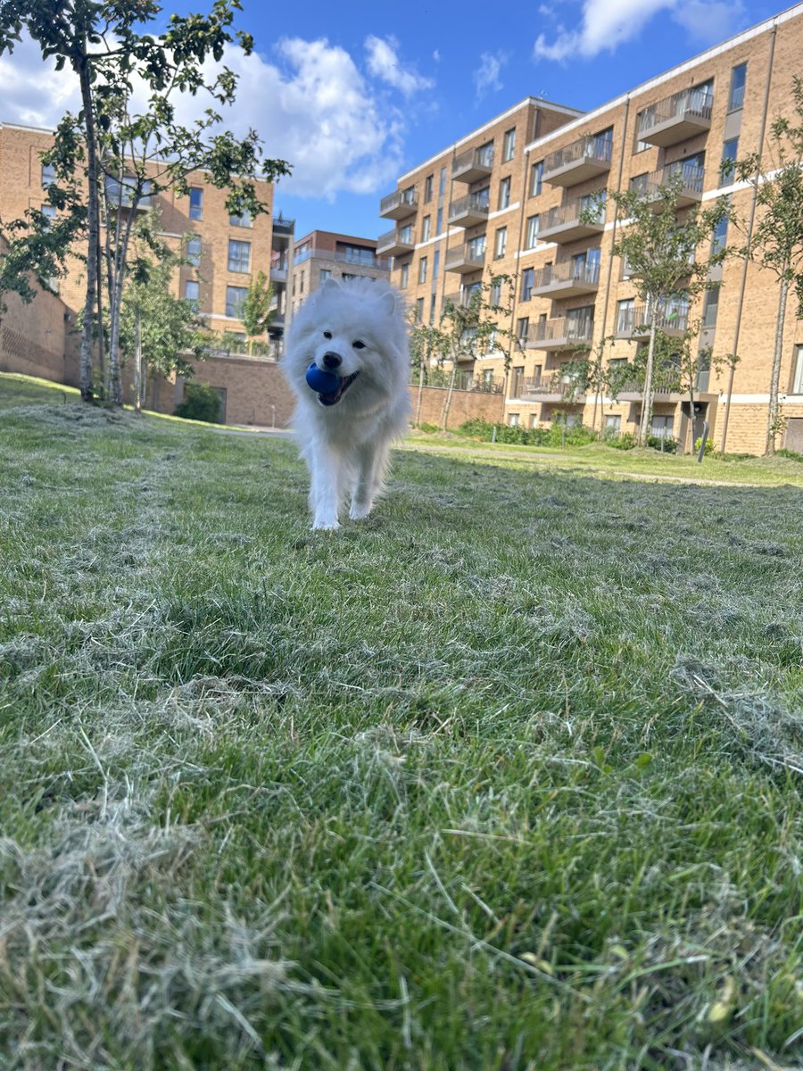 samoyed_ghost's tweet photo. Walks with mum! 🥰 #DogsofX #WeekendVibe https://t.co/nJMqyO17CV
