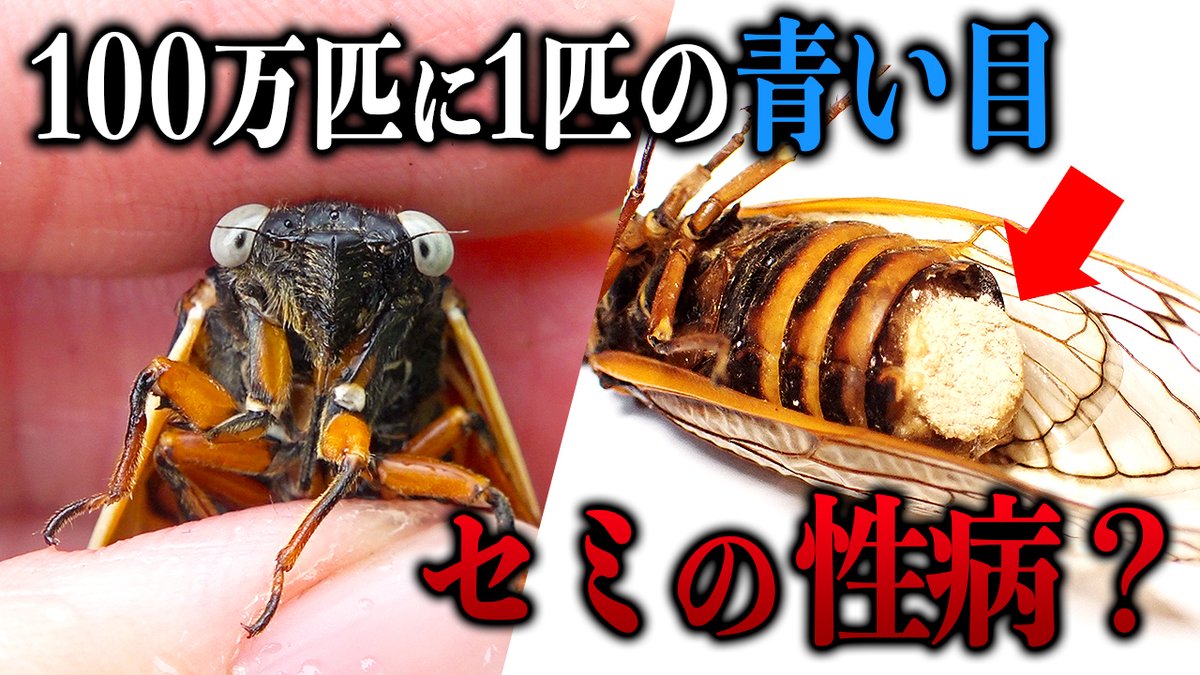 🎥YouTube更新 【奇跡の周期ゼミ】アメリカで激レアのセミを見つけまし