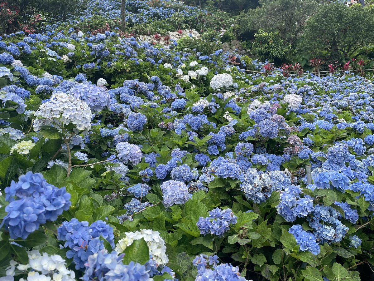 PICOchan1227's tweet photo. ｢よへなあじさい園｣に行ってきました
💠🌿 ܸ💠🌿 ܸ💠🌿 ܸ💠🌿 ܸ
梅雨は嫌だけど、紫陽花を見る時だけはしとしと雨が降ってるくらいが趣があっていいですね🥰 https://t.co/TLePrkDt9h