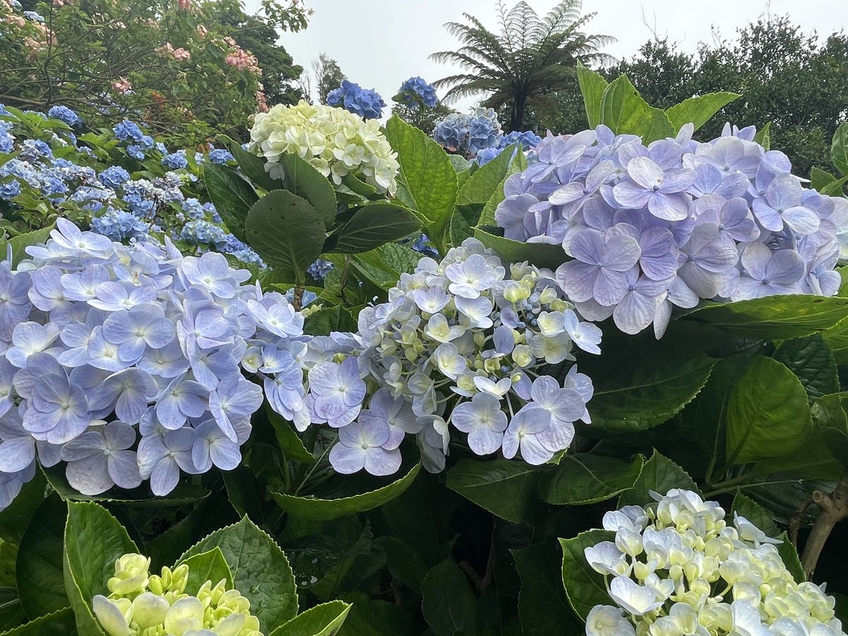 PICOchan1227's tweet photo. ｢よへなあじさい園｣に行ってきました
💠🌿 ܸ💠🌿 ܸ💠🌿 ܸ💠🌿 ܸ
梅雨は嫌だけど、紫陽花を見る時だけはしとしと雨が降ってるくらいが趣があっていいですね🥰 https://t.co/TLePrkDt9h