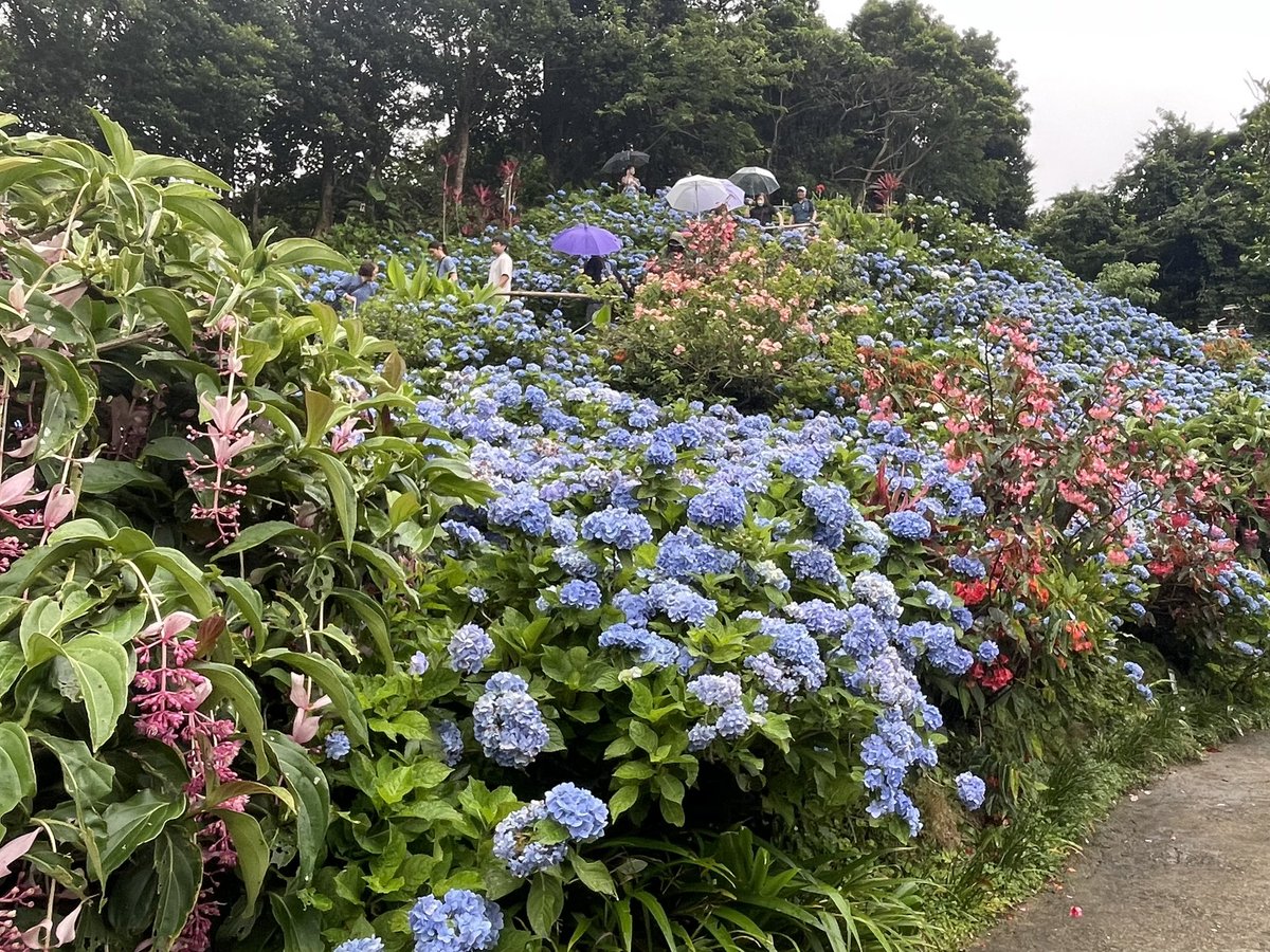 PICOchan1227's tweet photo. ｢よへなあじさい園｣に行ってきました
💠🌿 ܸ💠🌿 ܸ💠🌿 ܸ💠🌿 ܸ
梅雨は嫌だけど、紫陽花を見る時だけはしとしと雨が降ってるくらいが趣があっていいですね🥰 https://t.co/TLePrkDt9h