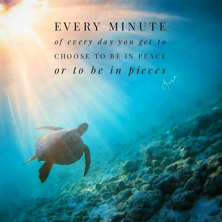 Seaturtle lovers club (@seaturtlelovers) on Twitter photo 