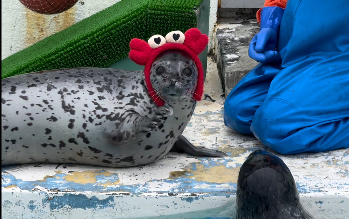 ksksk_sss's tweet photo. カニアザラシ🦀🦭 https://t.co/wll4SYHAWz