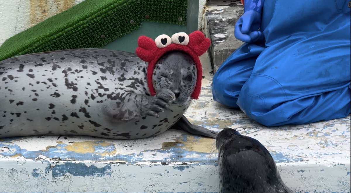 ksksk_sss's tweet photo. カニアザラシ🦀🦭 https://t.co/wll4SYHAWz