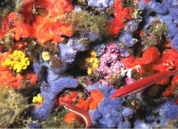 France3Provence's tweet photo. La mer Méditerranée va mieux, bien mieux qu'il y a 40 ans, annonce l'Agence de l'eau
https://t.co/Ov7qx8XLMm https://t.co/cOZNOsOGT0