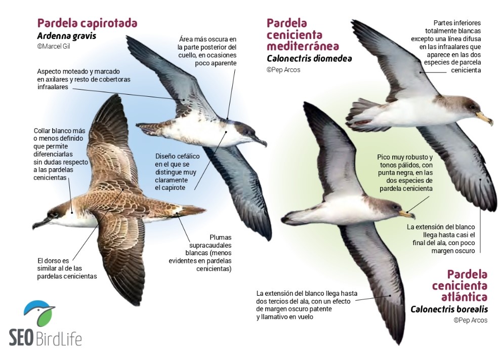 🌊 #DíaDelOcéano | Las pardelas son aves oceánicas que pasan la mayor parte de su larga vida sobrevolando el mar.

📒🔍¡Esperamos que este cuaderno de campo ayude a identificar las distintas especies! 
ℹ️ pardeles.seo.org
#AvesYNaturaleza #aves