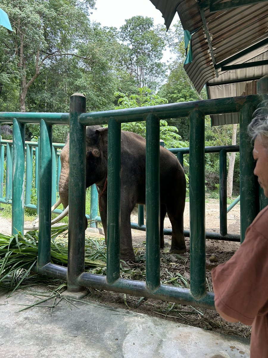 SoraidaSalwala's tweet photo. ลงไปเยี่ยมพลายโบโบ้ค่ะ ยังตกน้ำมันอยู่นะคะ แต่ก็ทักทายดี/Bobo is still in #musth @FAEeleHosp https://t.co/dOmbo32qyc