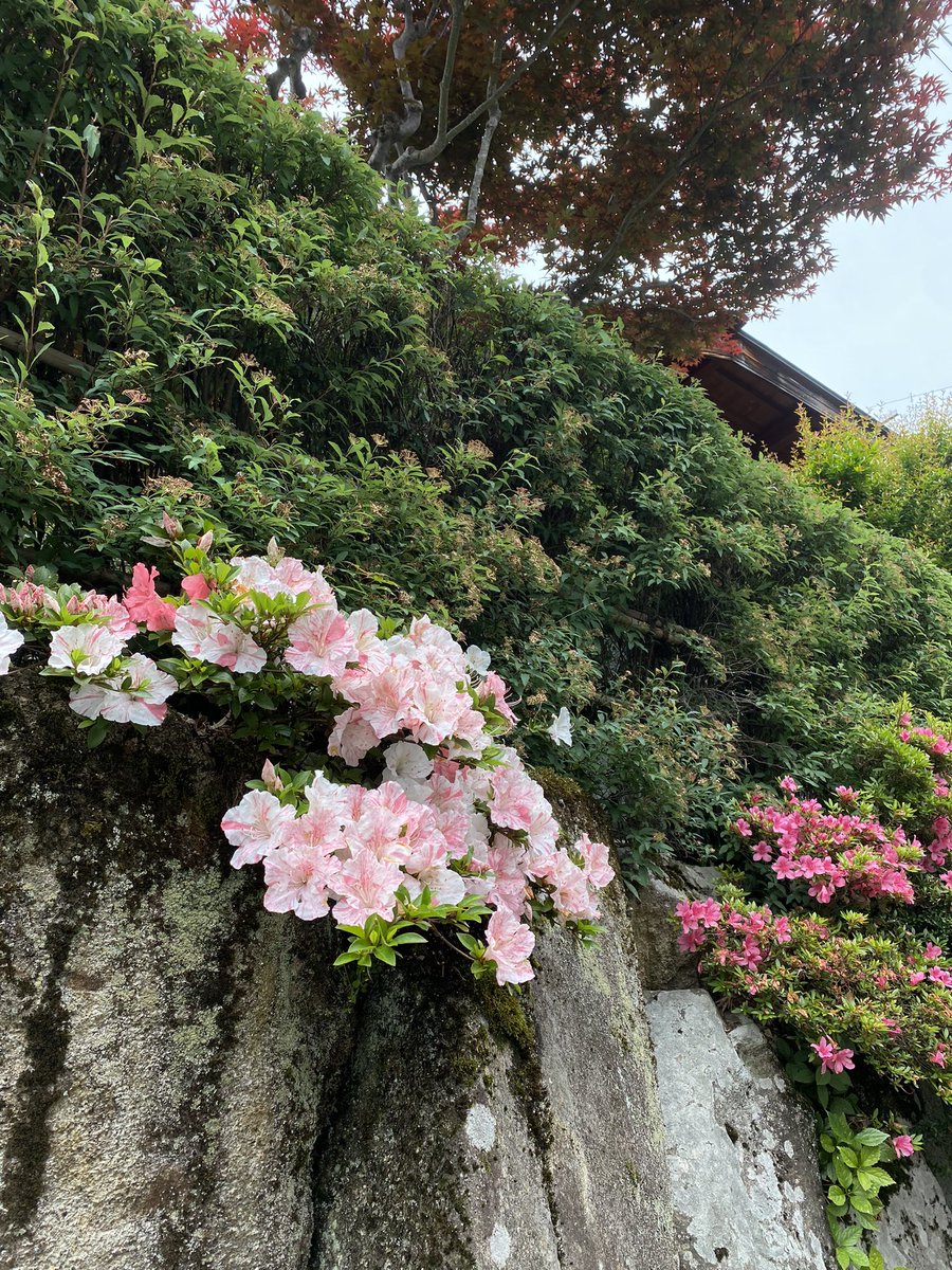 amaneki1036's tweet image. save me japanese countryside greenery save meeee